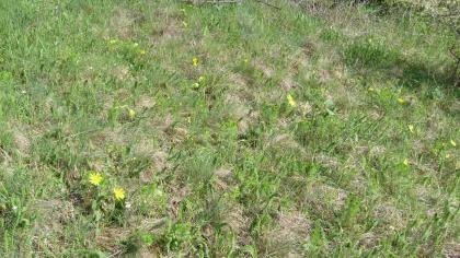 Adonis vernalis élőhelye